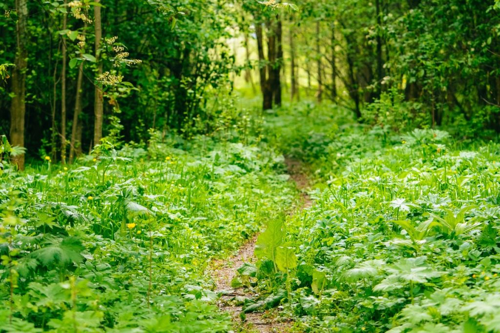 Beat by Beat-3-winding path