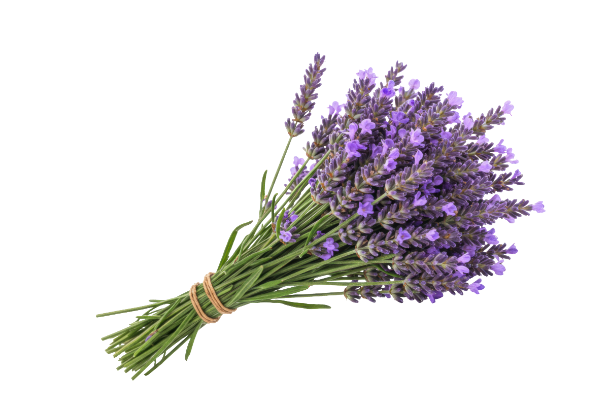 Beat by Beat-9-lavendar (1)